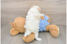 Smart Maltipoo Poodle Mix Pup