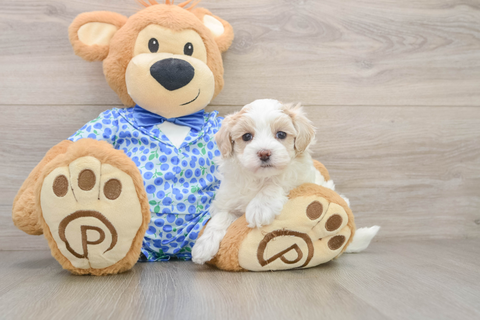 Maltipoo Puppy for Adoption