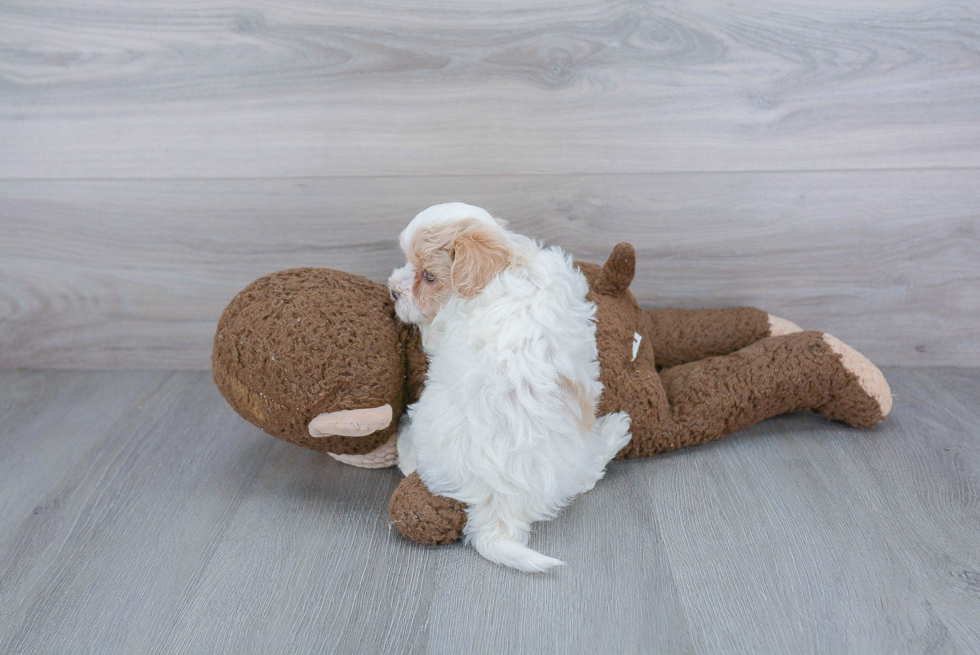 Maltipoo Pup Being Cute