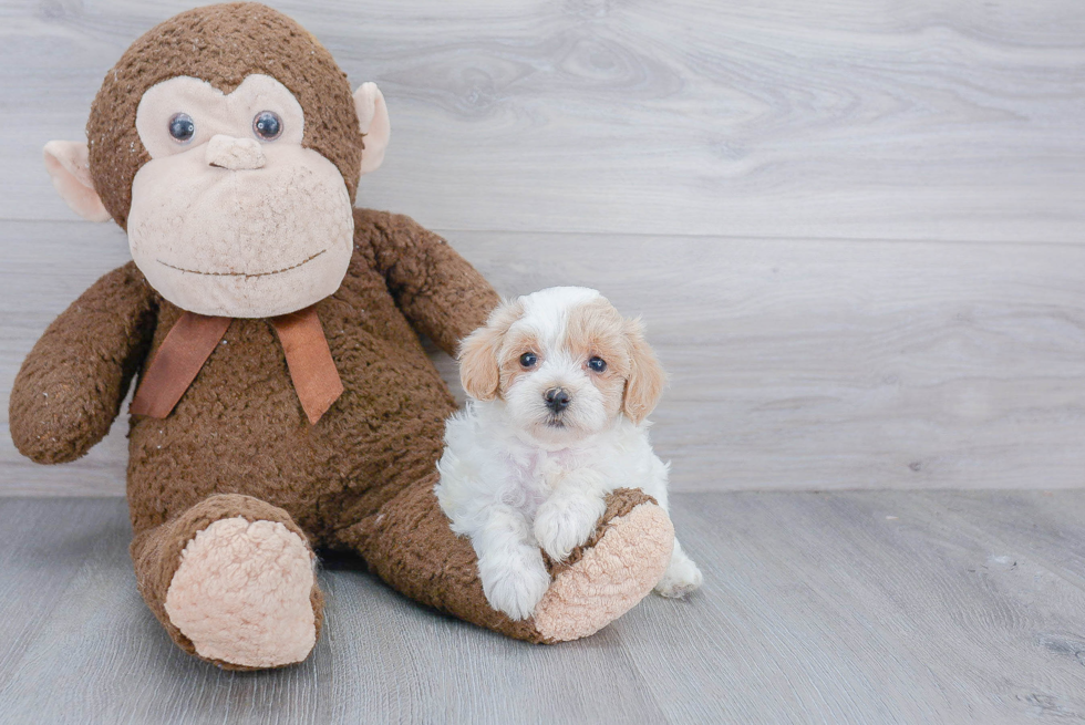 Maltipoo Pup Being Cute