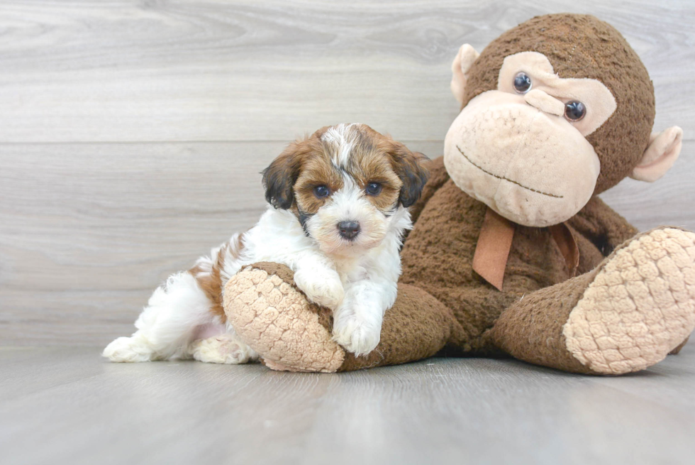 Maltipoo Puppy for Adoption