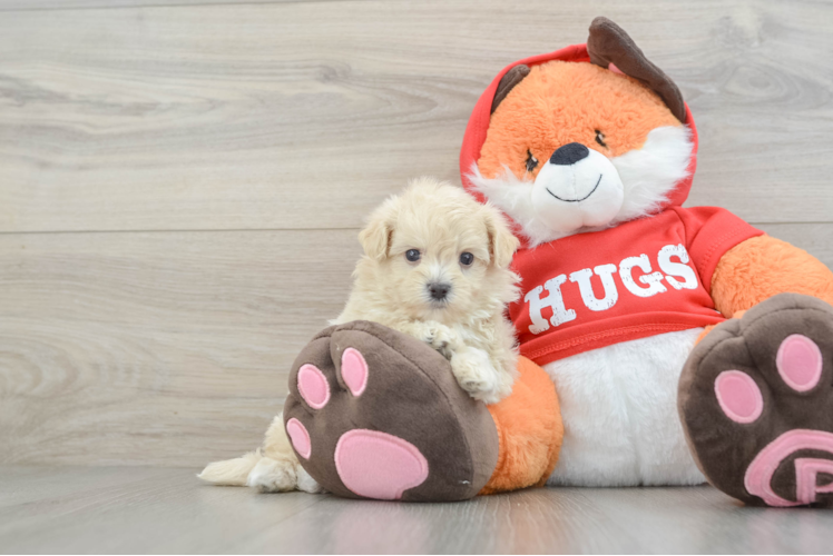 Friendly Maltipoo Baby