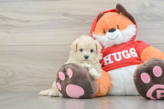 Friendly Maltipoo Baby