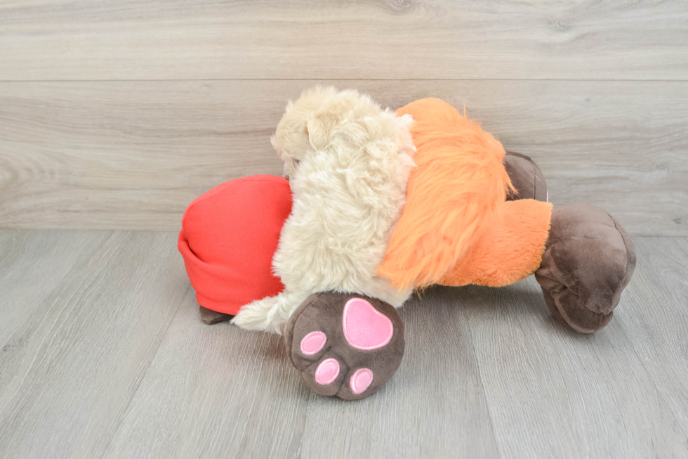 Playful Maltidoodle Poodle Mix Puppy