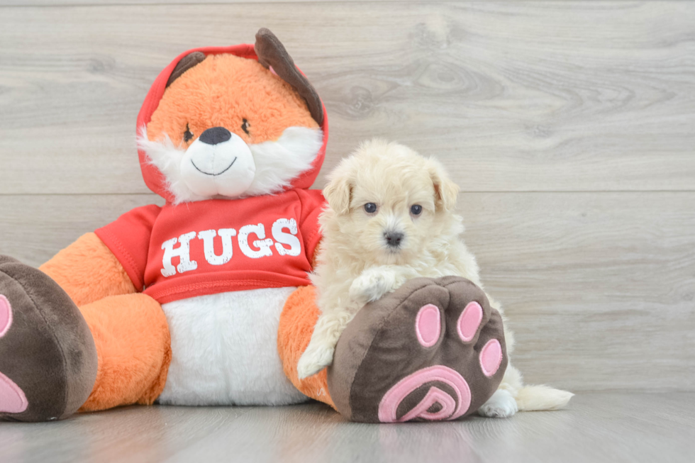 Maltipoo Puppy for Adoption