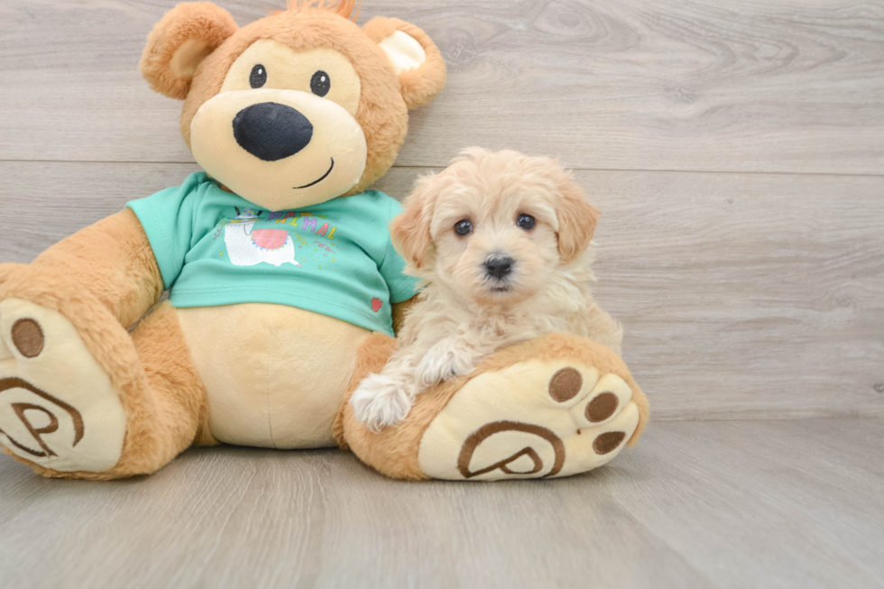 Adorable Multipoo Poodle Mix Puppy