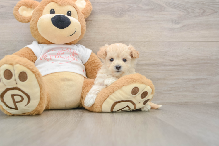 Friendly Maltipoo Baby