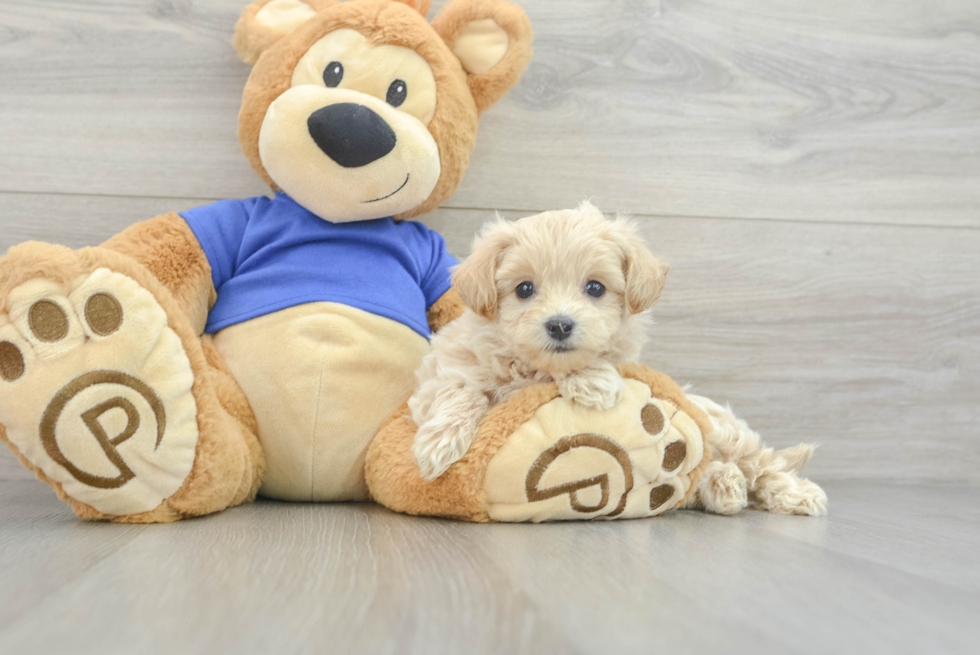 Maltipoo Puppy for Adoption