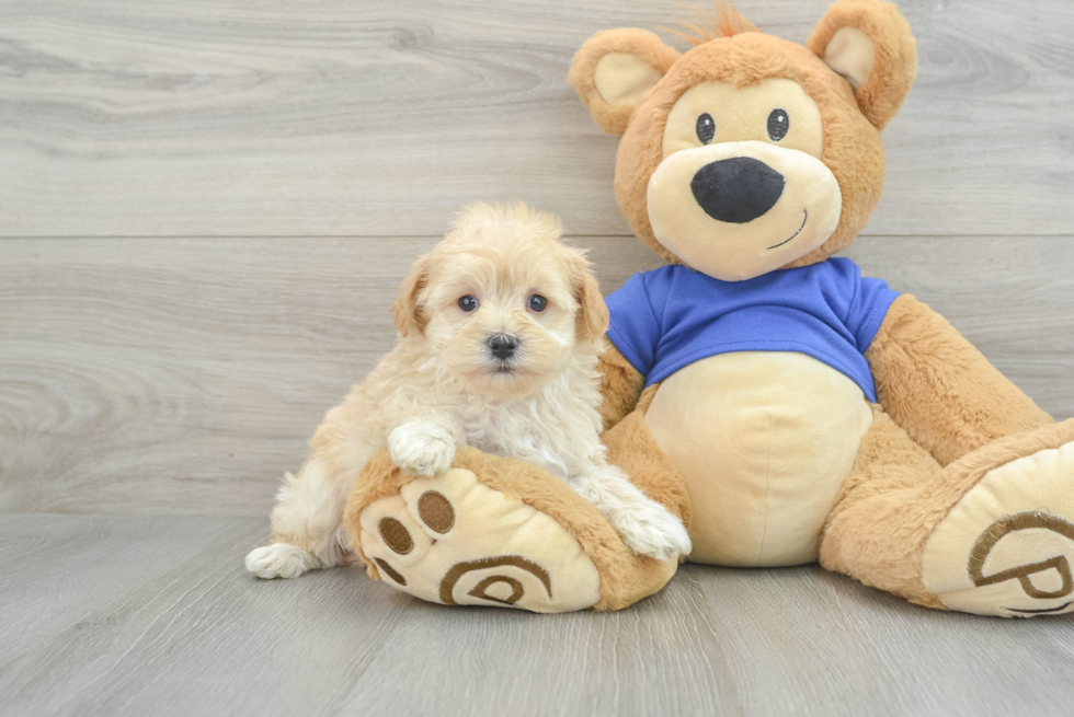 Little Maltepoo Poodle Mix Puppy