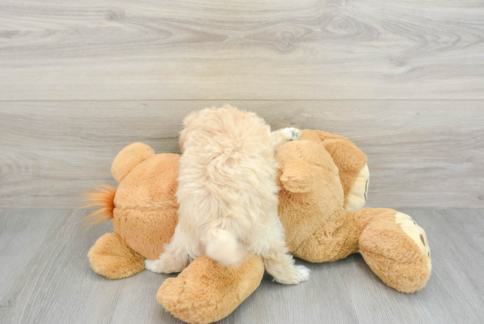 Friendly Maltipoo Baby