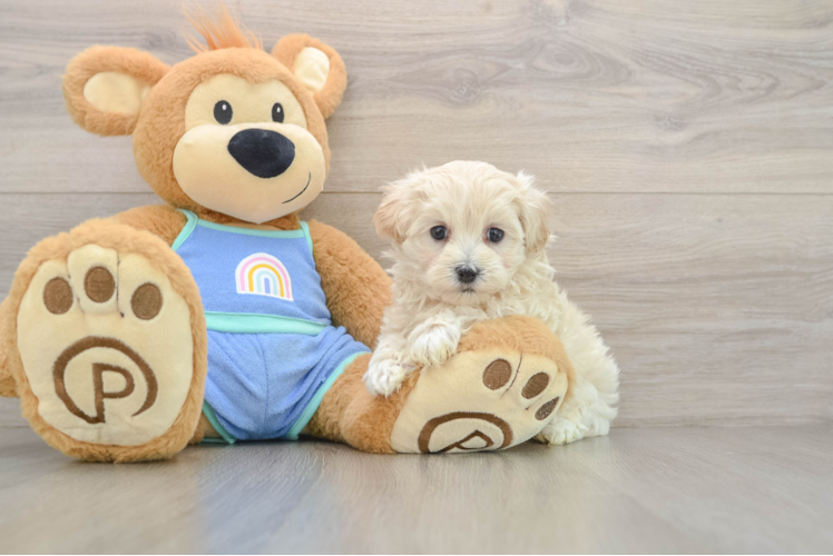 Maltipoo Pup Being Cute