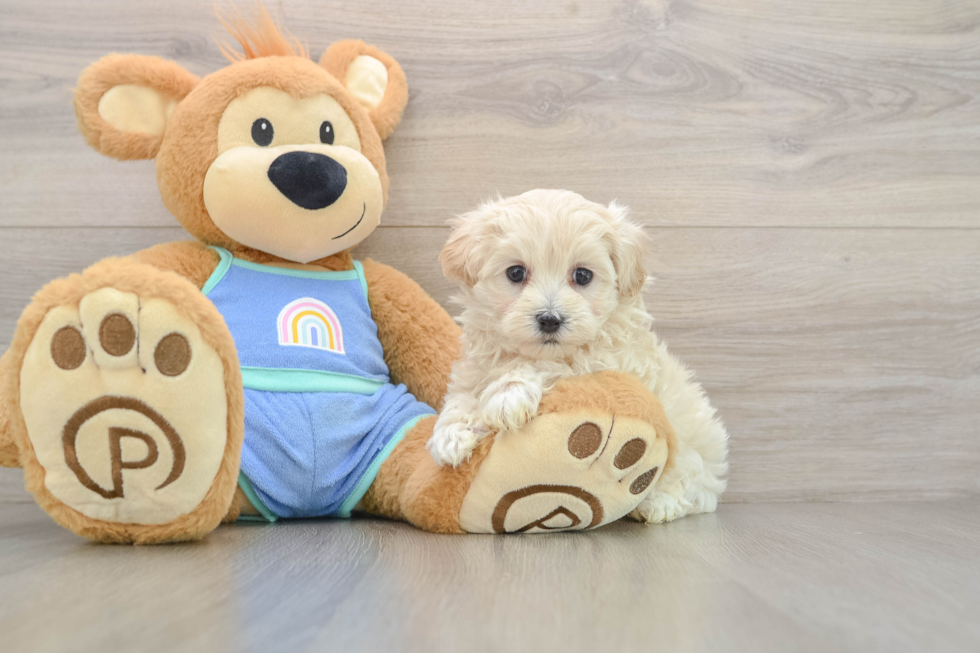 Maltipoo Pup Being Cute