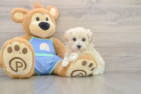 Maltipoo Pup Being Cute