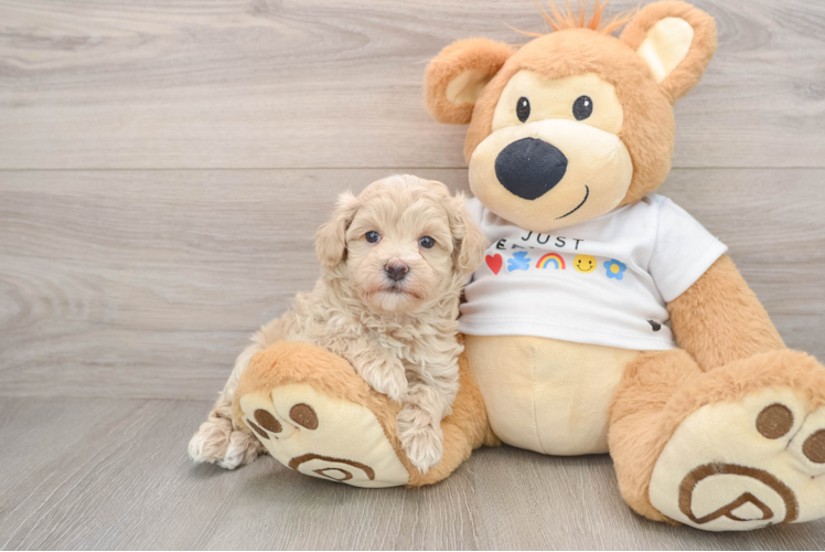 Popular Maltipoo Poodle Mix Pup