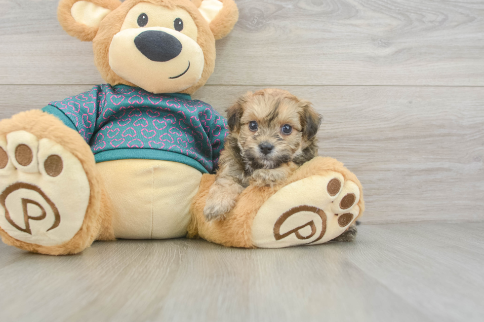 Maltipoo Puppy for Adoption