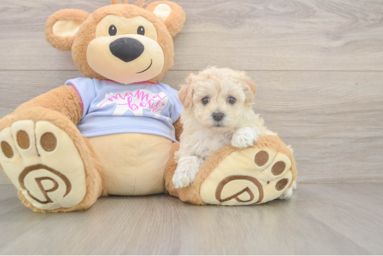 Energetic Maltese Poodle Poodle Mix Puppy