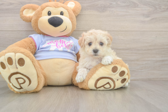 Energetic Maltese Poodle Poodle Mix Puppy