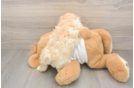 Smart Maltipoo Poodle Mix Pup