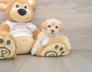 8 week old Maltipoo Puppy For Sale - Premier Pups