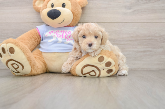 OATS, a Maltipoo littermate