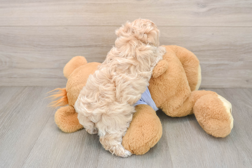 Cute Maltipoo Baby