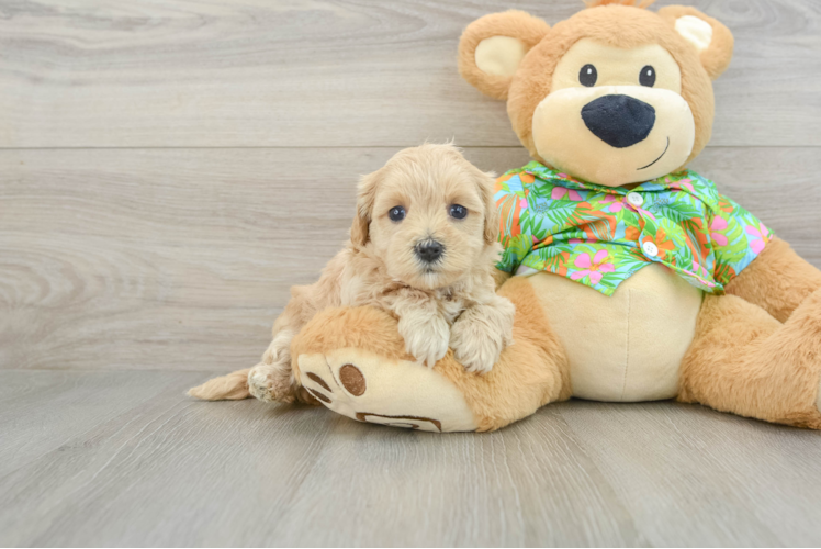 Best Maltipoo Baby