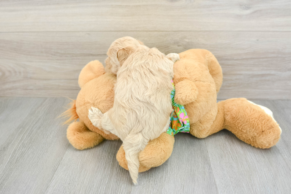 Hypoallergenic Maltese Poodle Poodle Mix Puppy