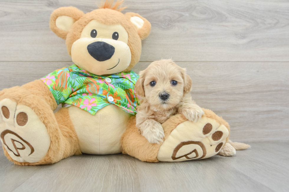 Maltipoo Pup Being Cute