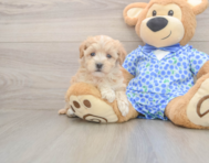 8 week old Maltipoo Puppy For Sale - Premier Pups