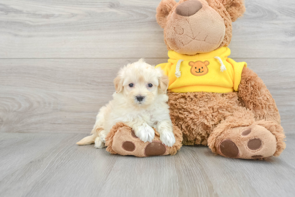 Maltipoo Puppy for Adoption