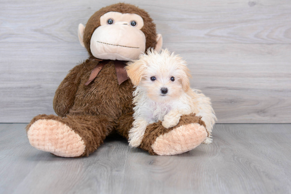 Best Maltipoo Baby