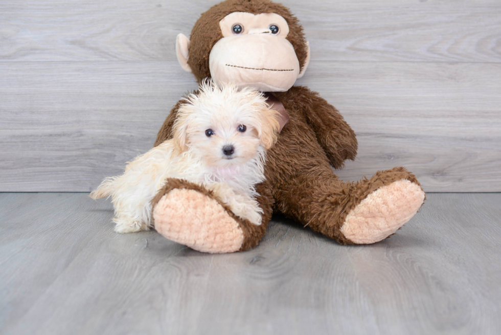 Popular Maltipoo Poodle Mix Pup
