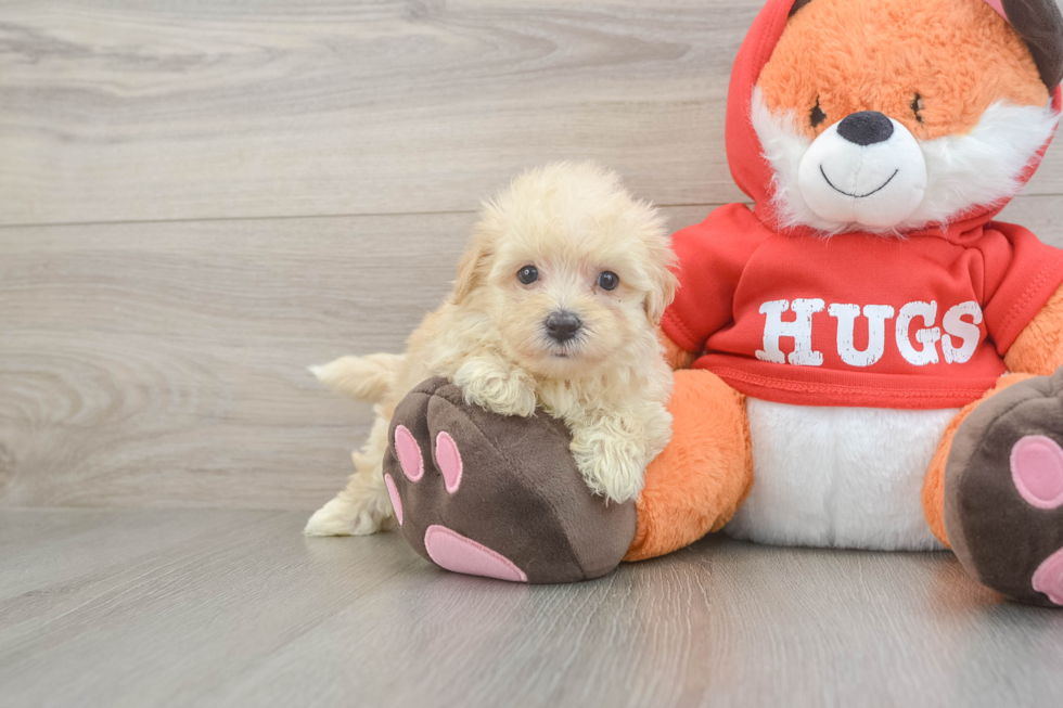 Popular Maltipoo Poodle Mix Pup
