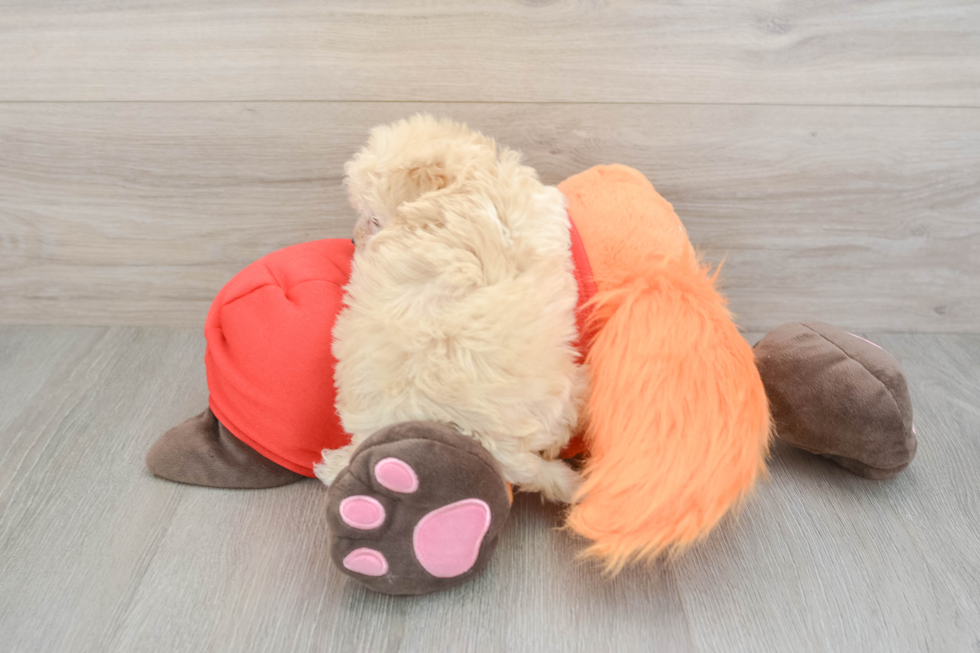 Maltipoo Pup Being Cute