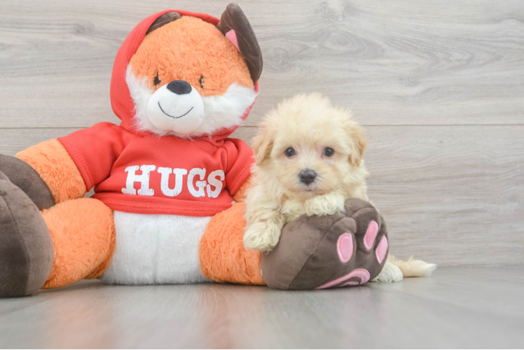 Maltipoo Puppy for Adoption