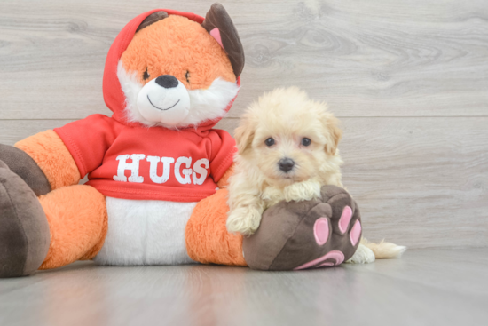 Maltipoo Puppy for Adoption