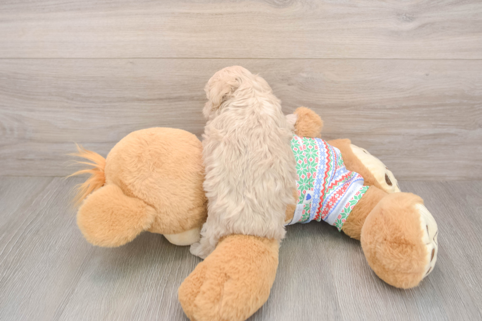 Maltipoo Puppy for Adoption