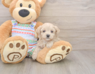 7 week old Maltipoo Puppy For Sale - Premier Pups