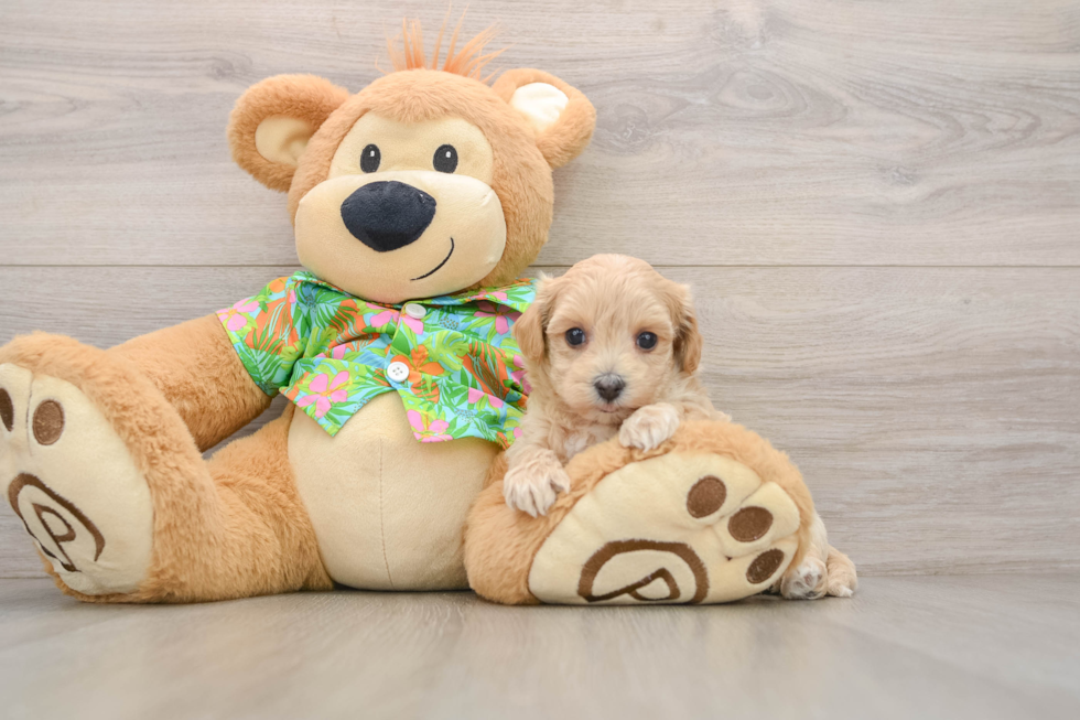 Little Maltepoo Poodle Mix Puppy