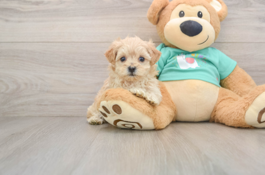 PEGGY, a Maltipoo littermate