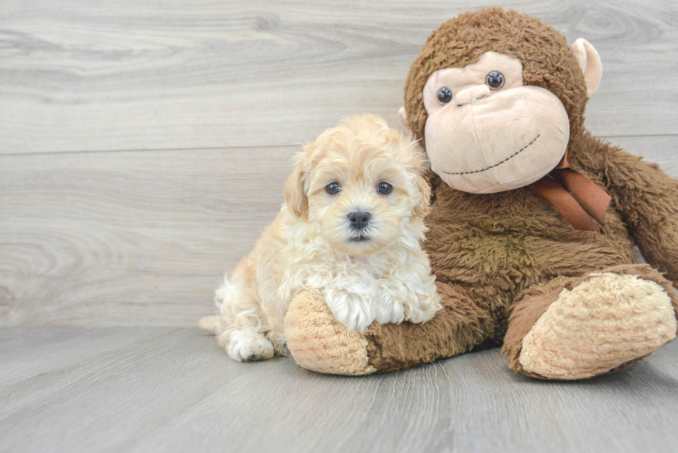 Maltipoo Puppy for Adoption