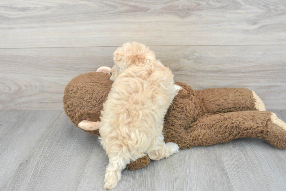 Maltipoo Pup Being Cute