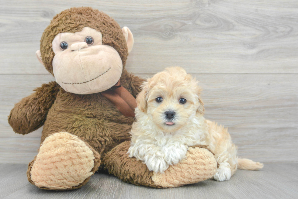 Playful Maltese Poodle Poodle Mix Puppy