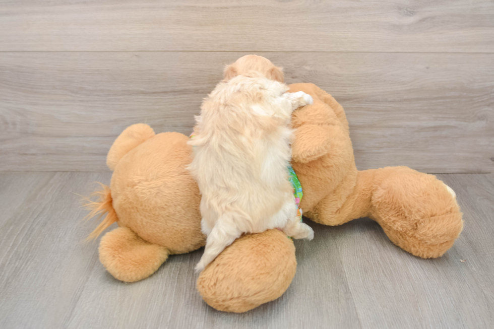 Maltipoo Puppy for Adoption