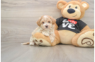 Best Maltipoo Baby