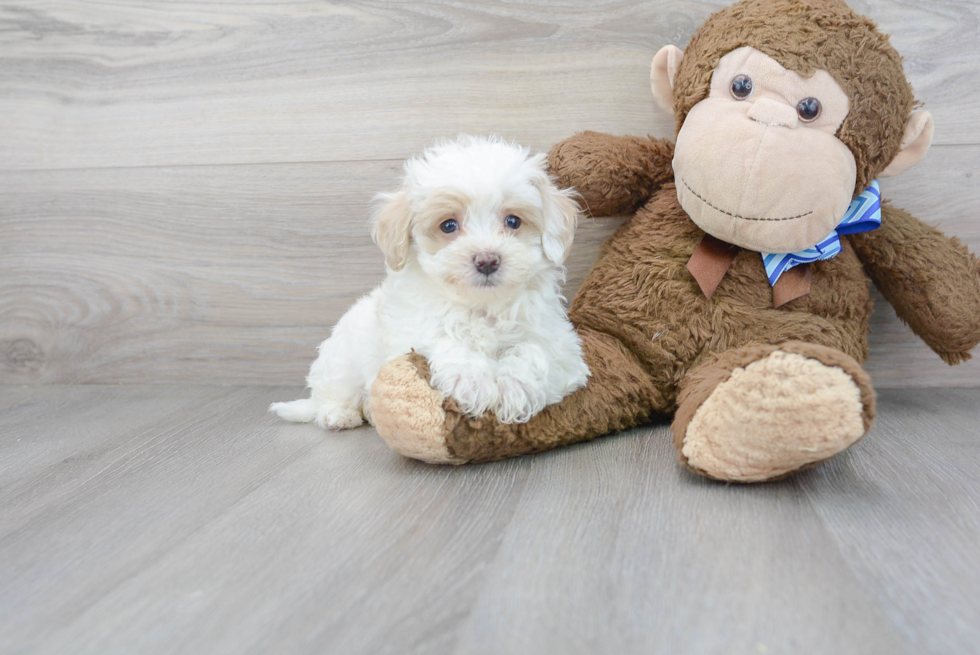 Small Maltipoo Baby