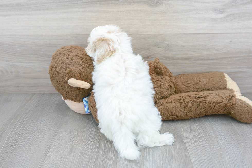 Playful Maltepoo Poodle Mix Puppy