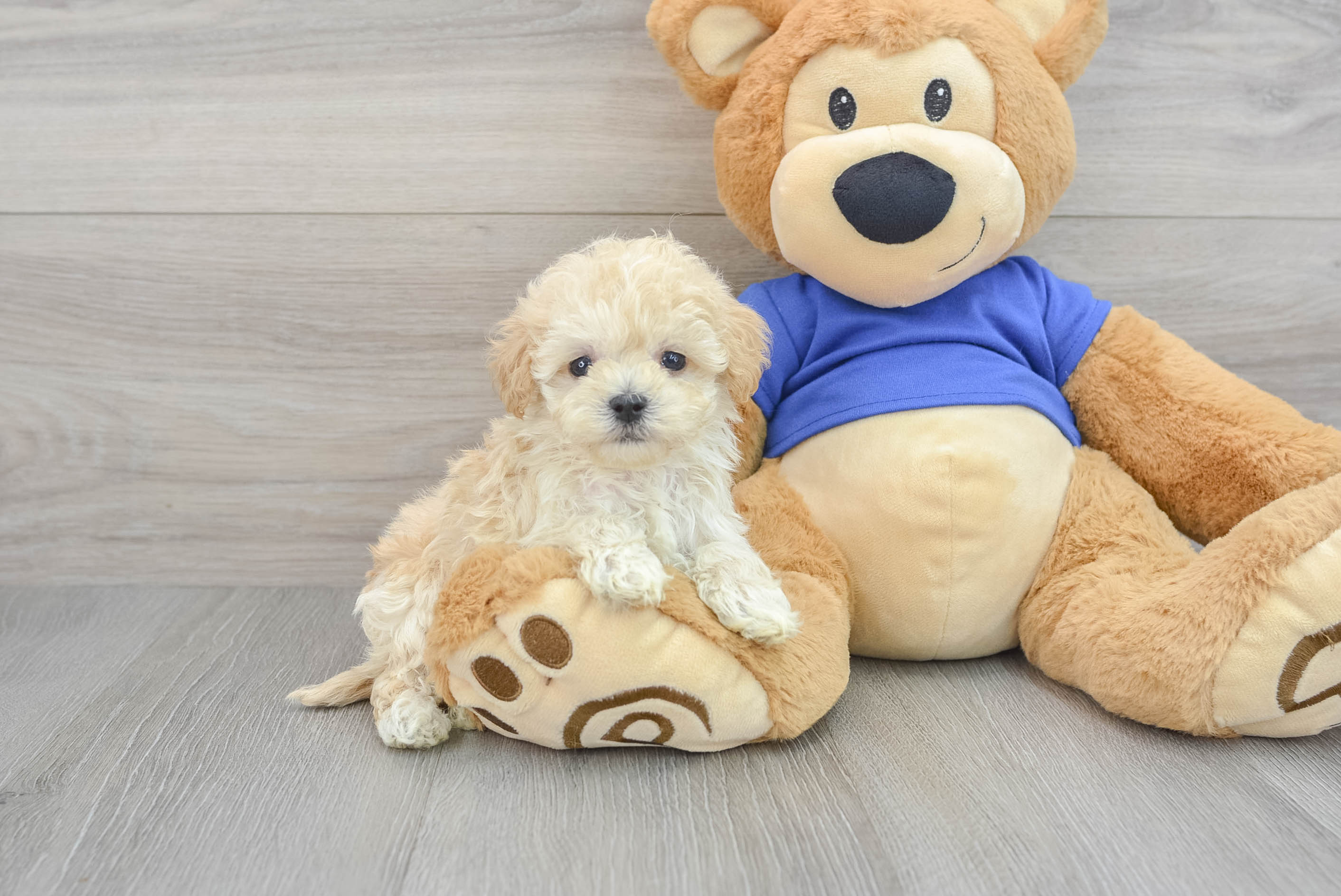 Best Maltipoo Baby