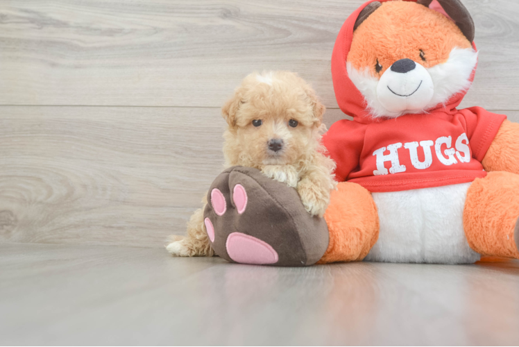 Maltipoo Puppy for Adoption