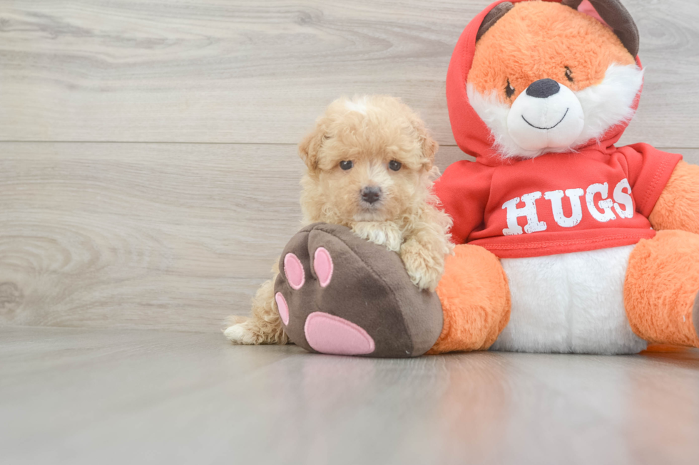 Maltipoo Puppy for Adoption